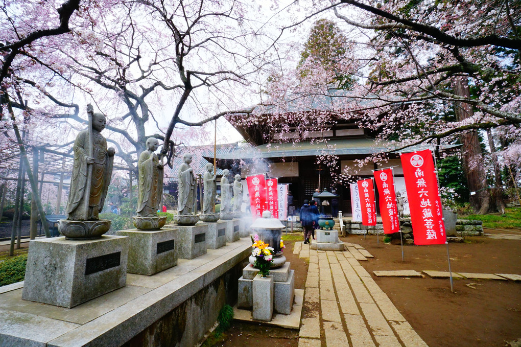 六地蔵寺の枝垂桜