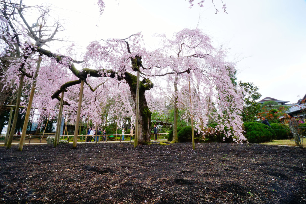六地蔵寺の枝垂桜