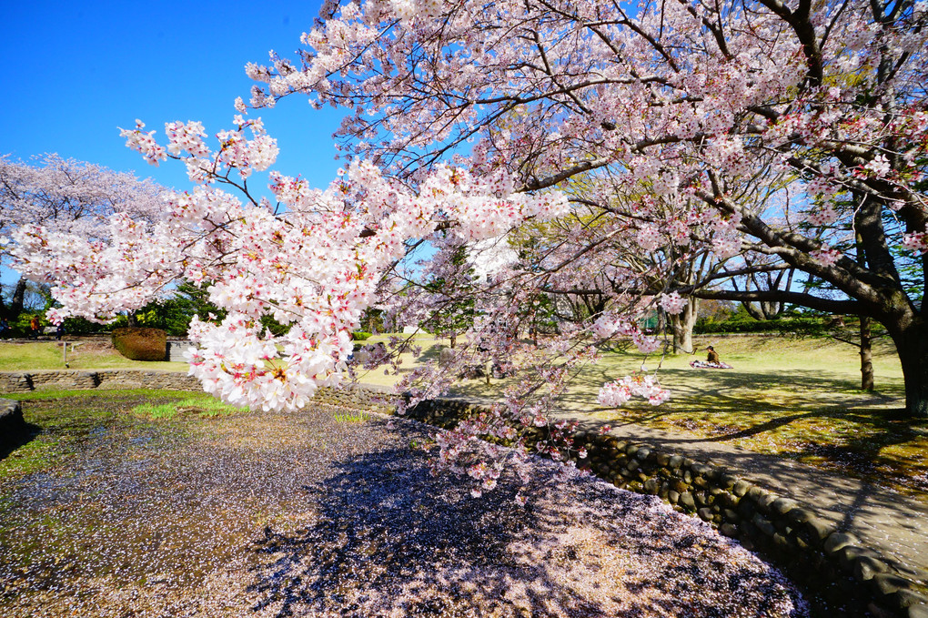 水戸市大串貝塚ふれあい公園