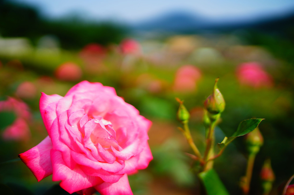 茨城県フラワーパークの薔薇　単焦点レンズ編　その2
