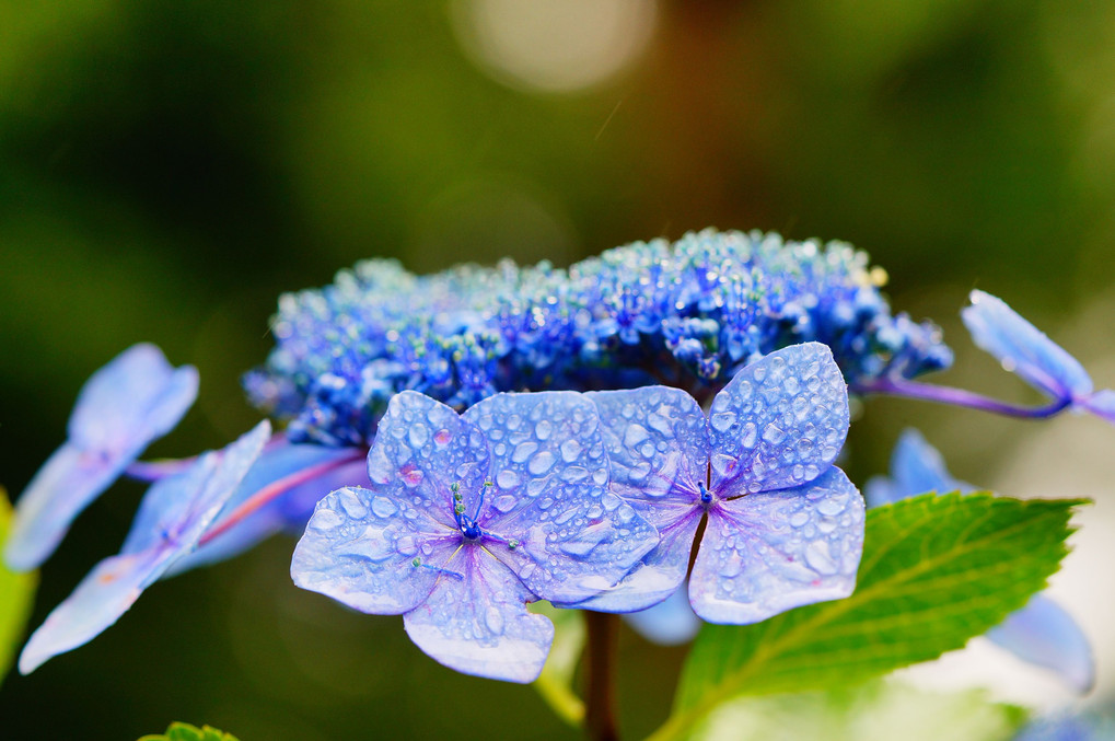 紫陽花×雨
