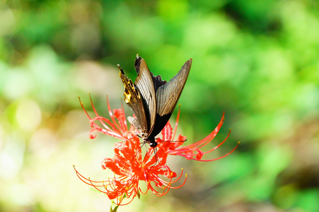 西池と彼岸花と蝶