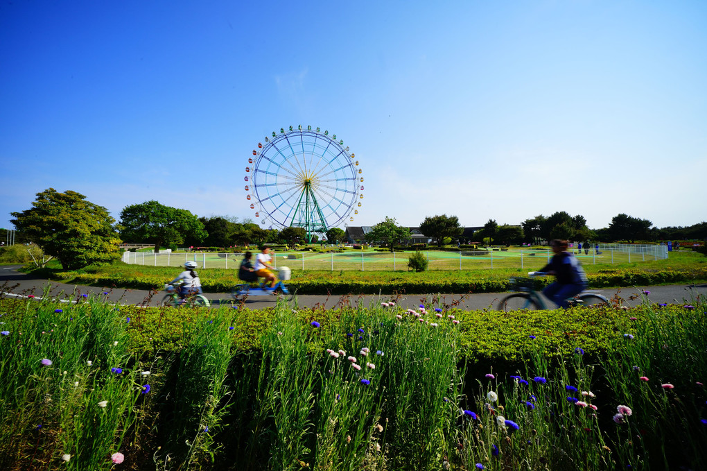 ヤグルマギクの調べ＠国営ひたち海浜公園