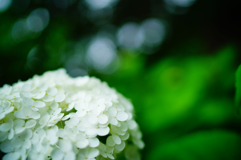 紫陽花と玉ボケ