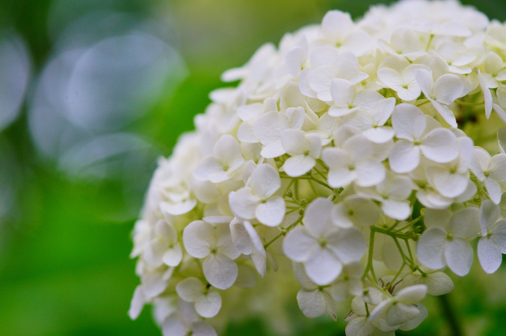 紫陽花日和