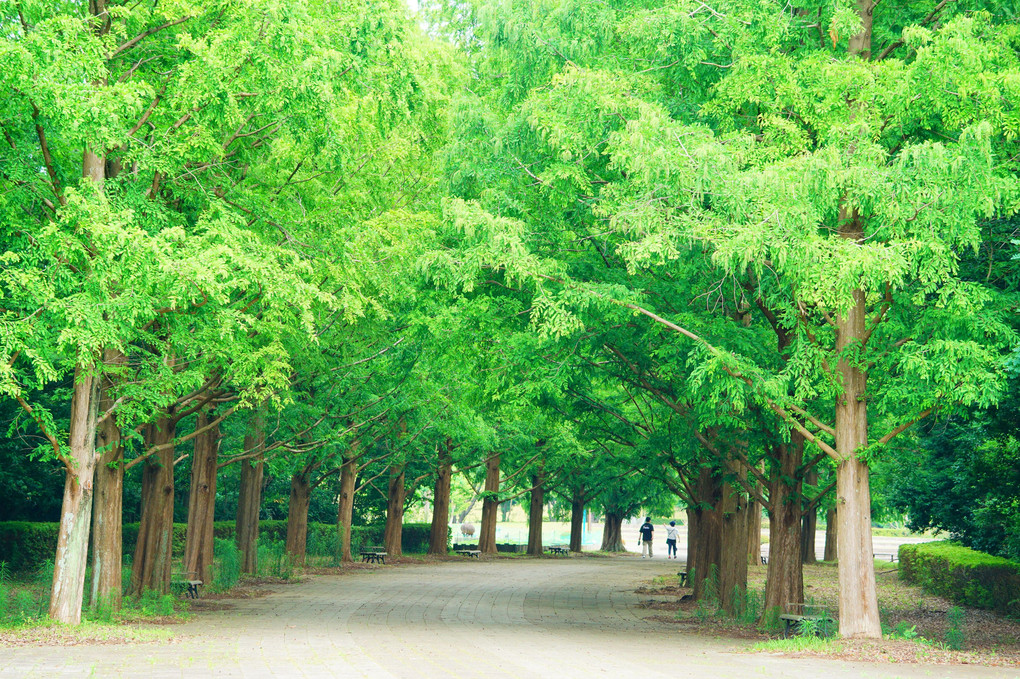 深緑のメタセコイア並木