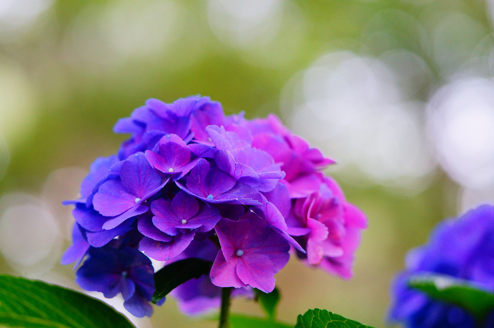 スカシユリとおまけの紫陽花