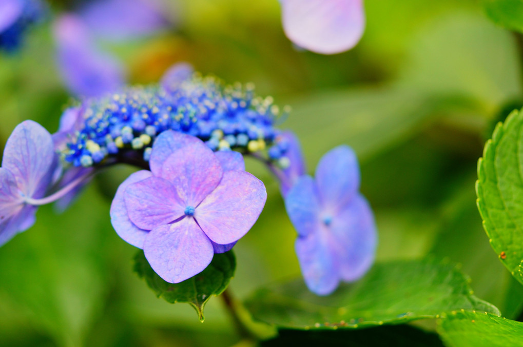 涸沼自然公園の紫陽花