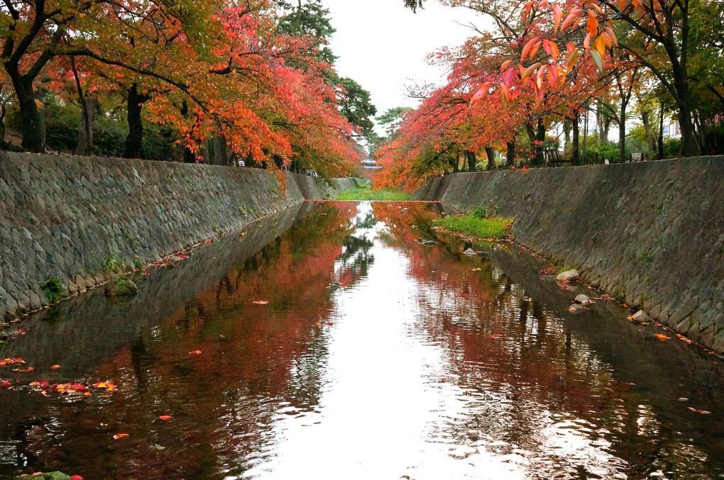 桜の木