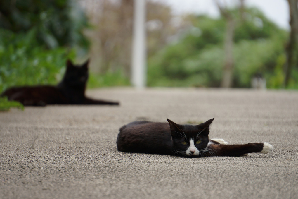 黒猫、二匹