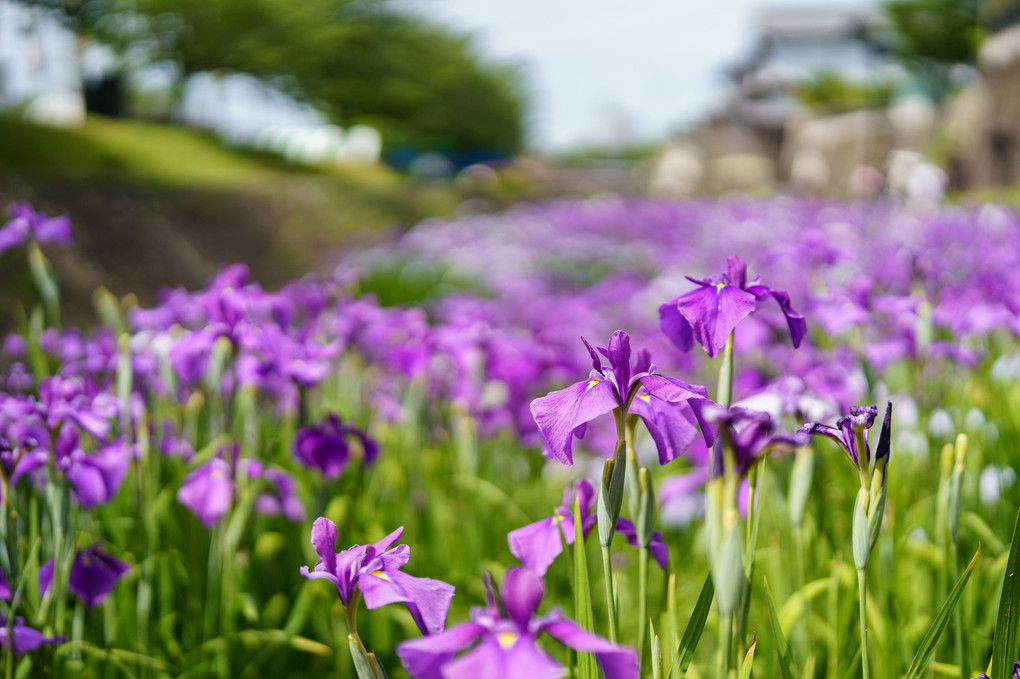 『玉名』花しょうぶまつり