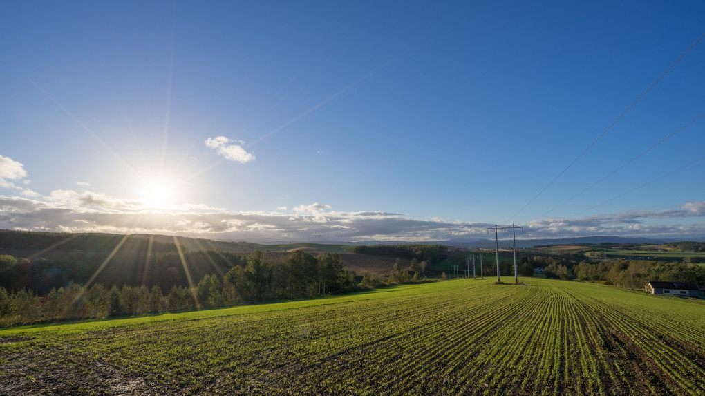 秋蒔き小麦と太陽の丘