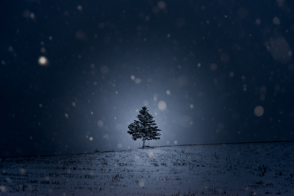 吹雪に佇む一本木