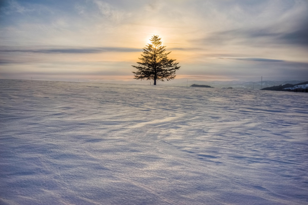 One tree of snowy field