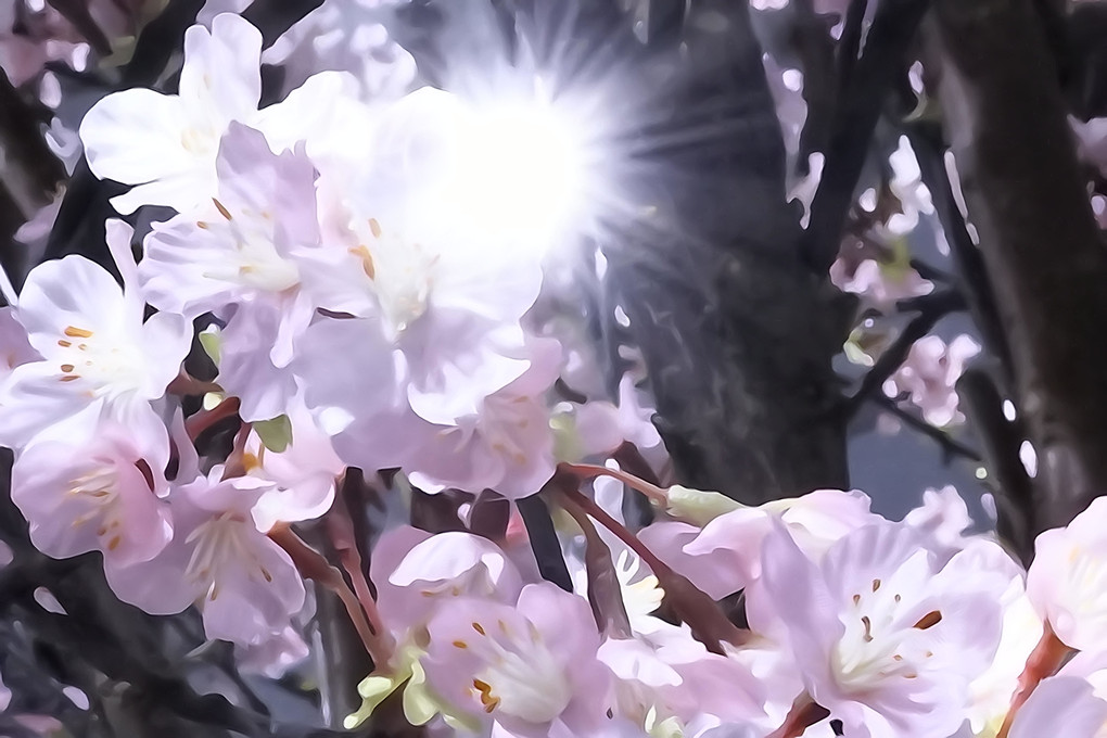 偽装の"桜"～α体験会 銀座