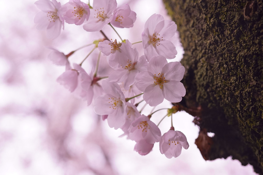 桜の開花　