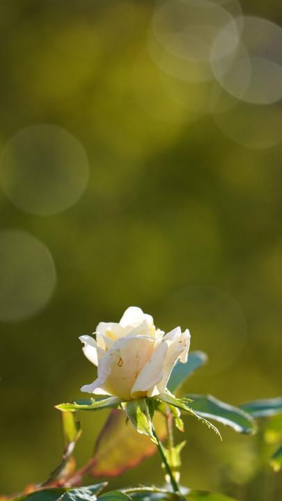 秋薔薇を楽しむ