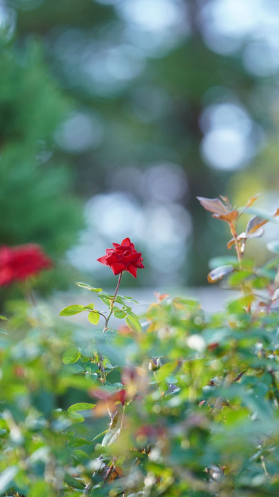 秋薔薇を楽しむ