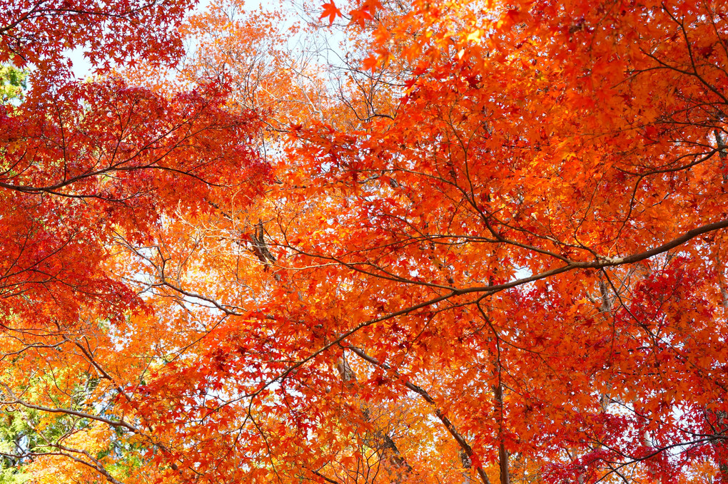 秋の久安寺紅葉
