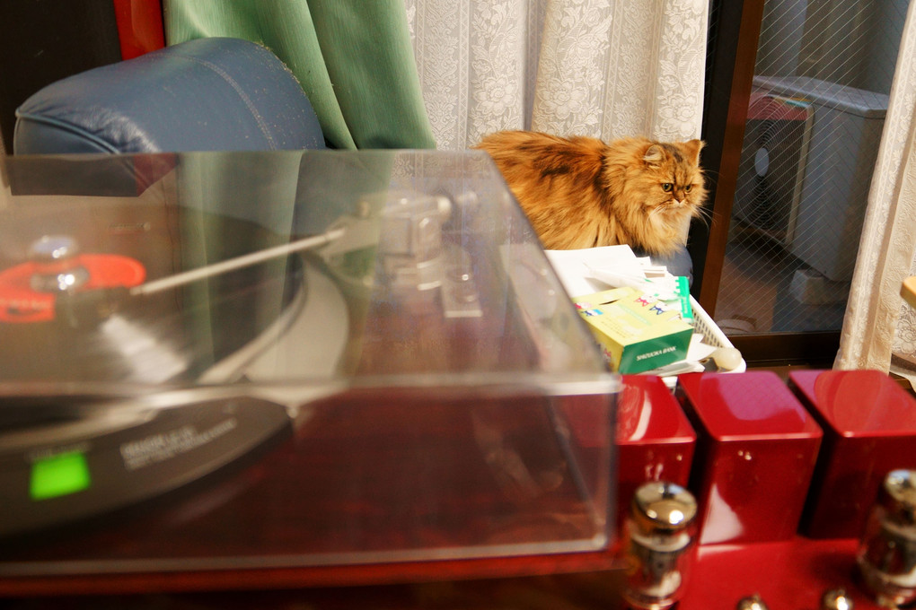 レコードと猫