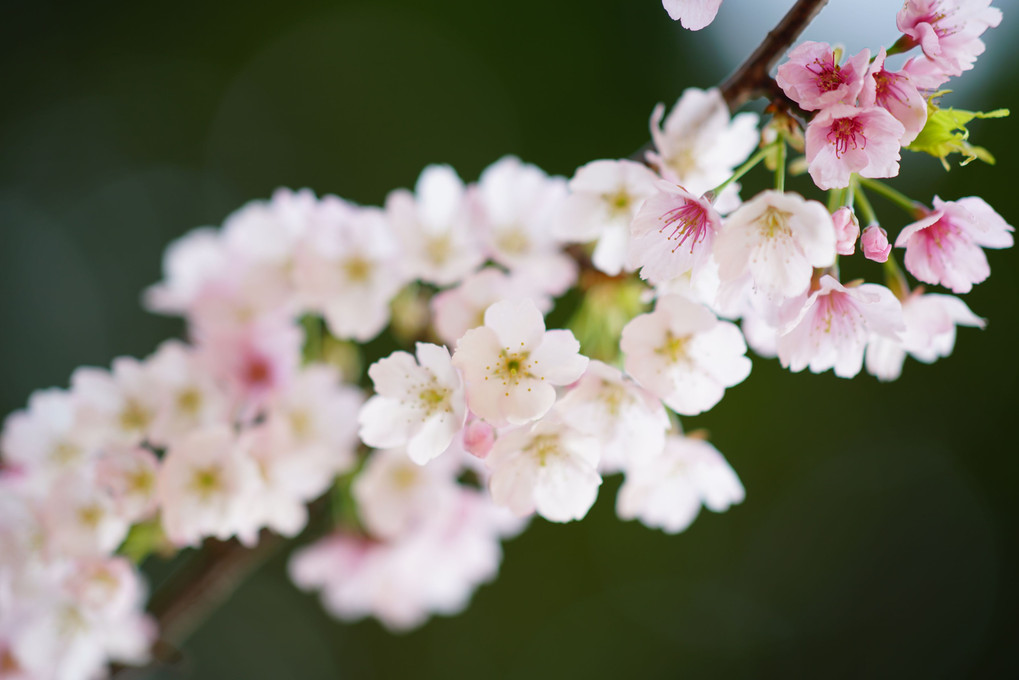 大寒桜