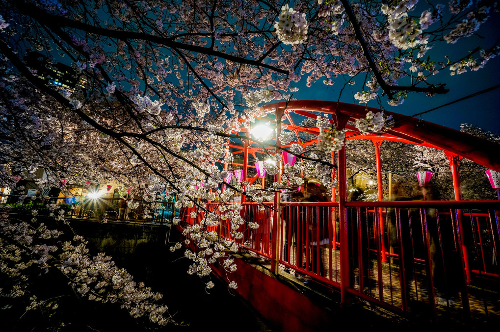 毎年行ってしまう、目黒川の桜