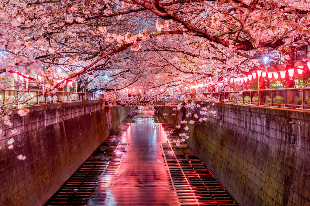 毎年行ってしまう、目黒川の桜