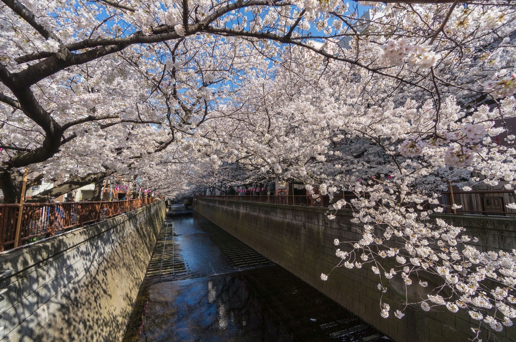 晴天の目黒川、桜