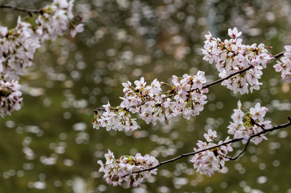 グリーンバックの桜三景
