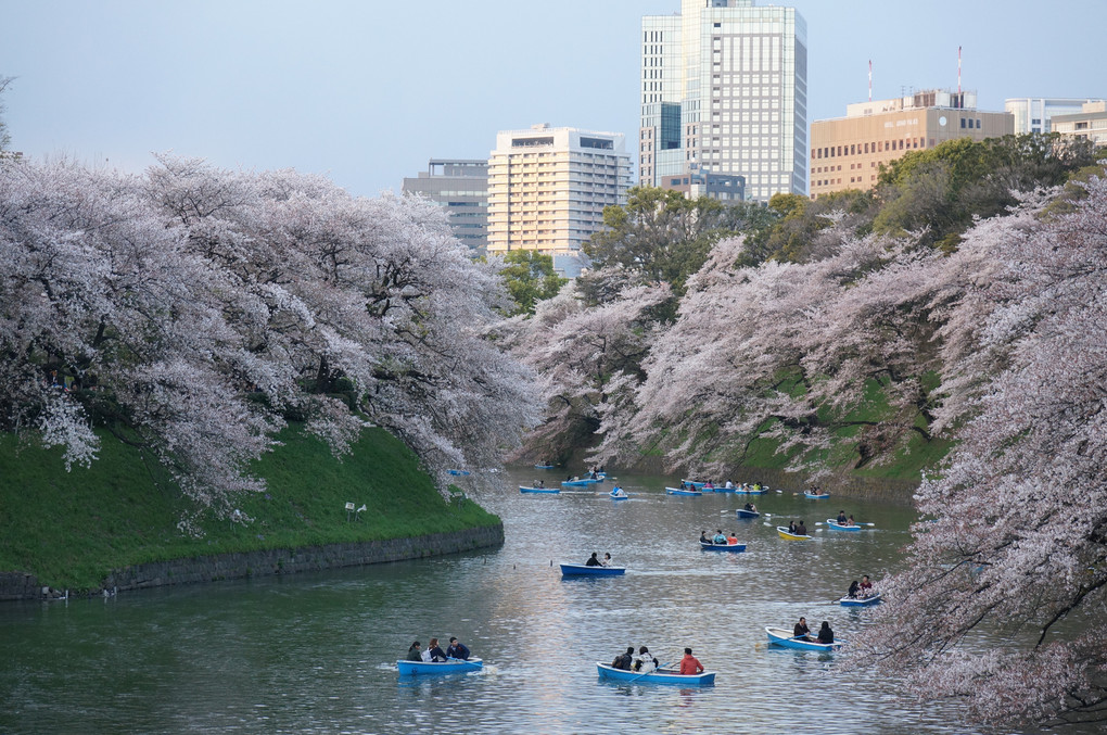 桜とボート（たくさん）