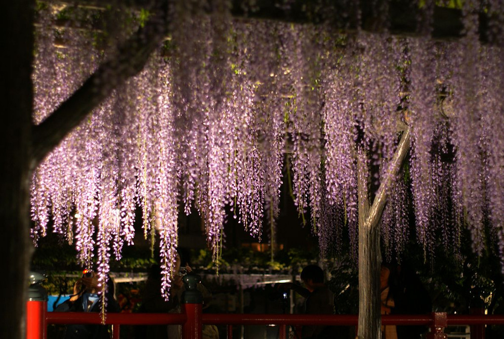 亀戸天神社