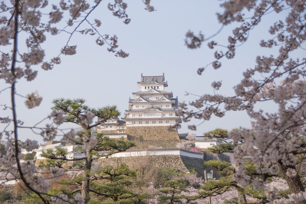 桜満開の姫路城