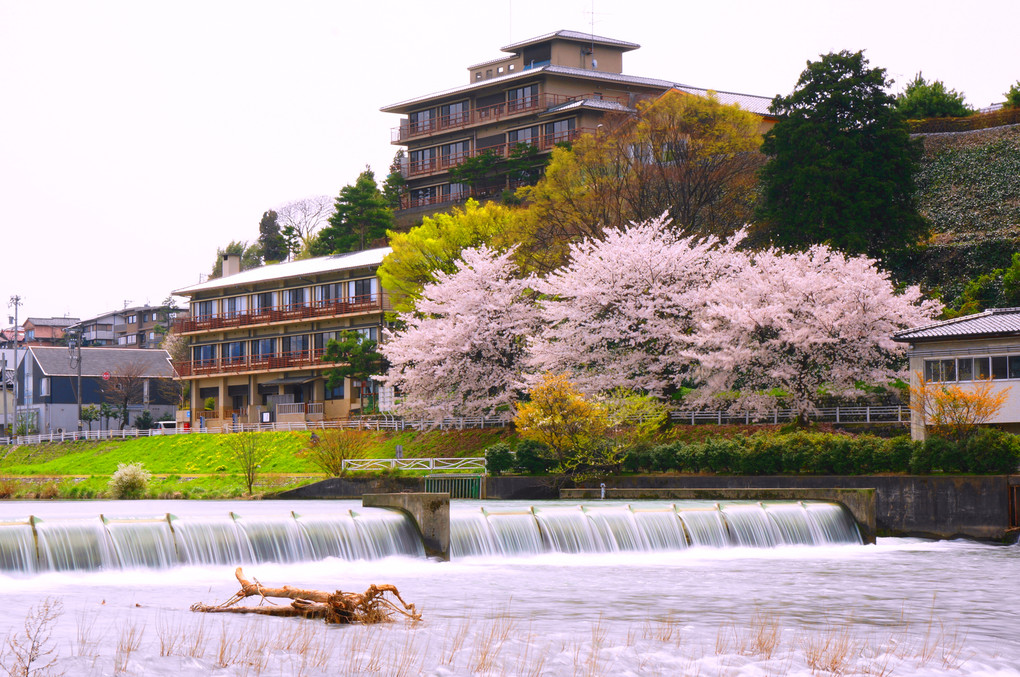 桜咲く犀川河川敷