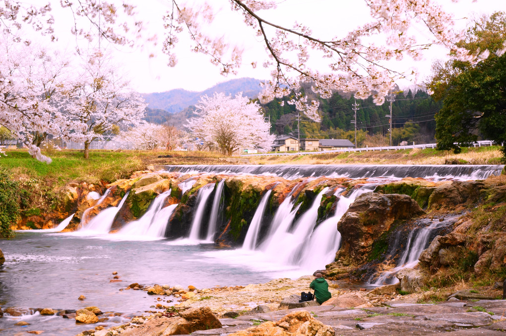 桜咲く十二ヶ滝