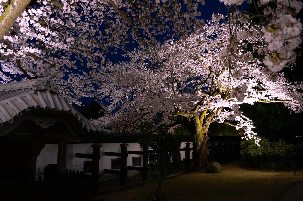 夜桜と鉛瓦