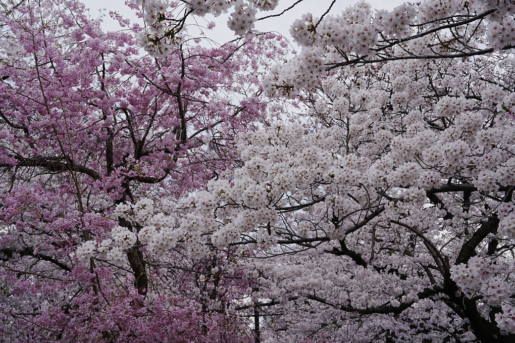 大阪城の桜満開