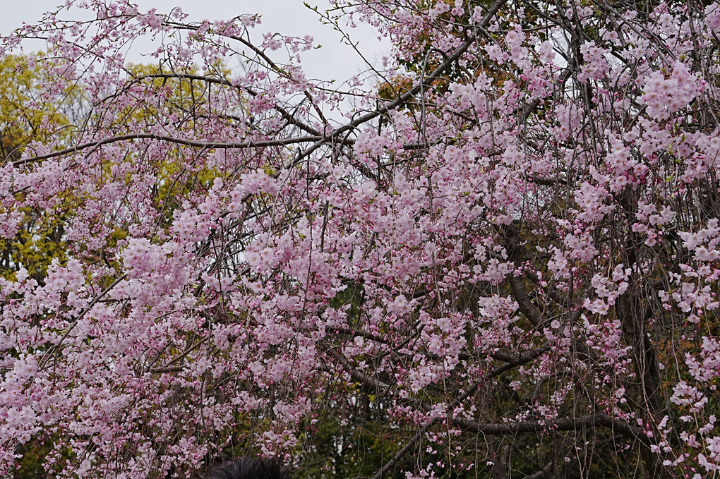 大阪城の桜満開