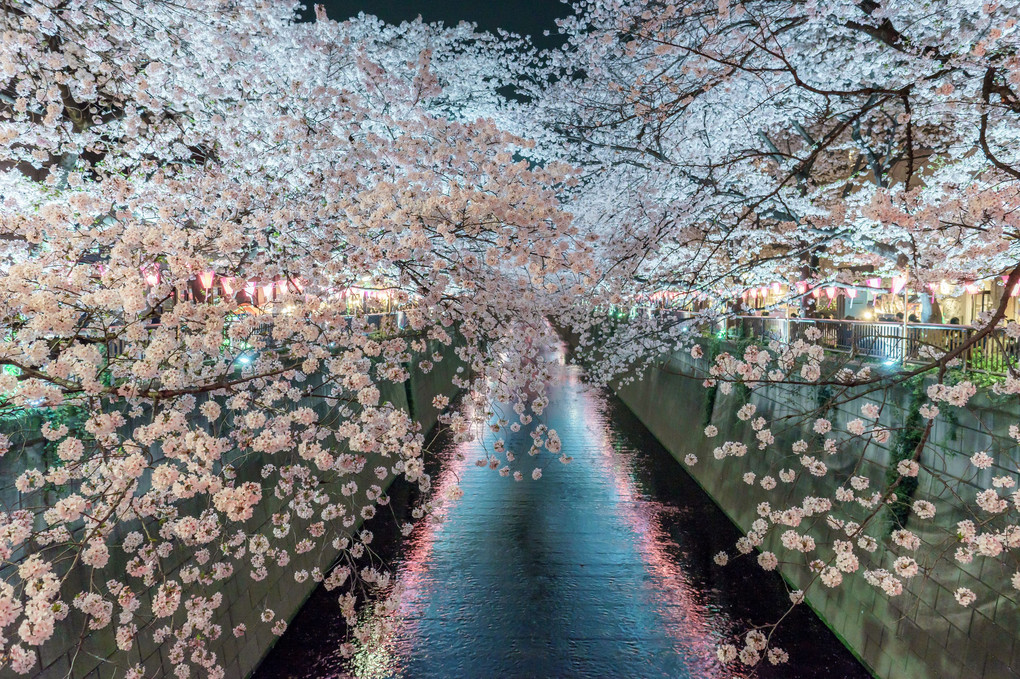 桜の通り道