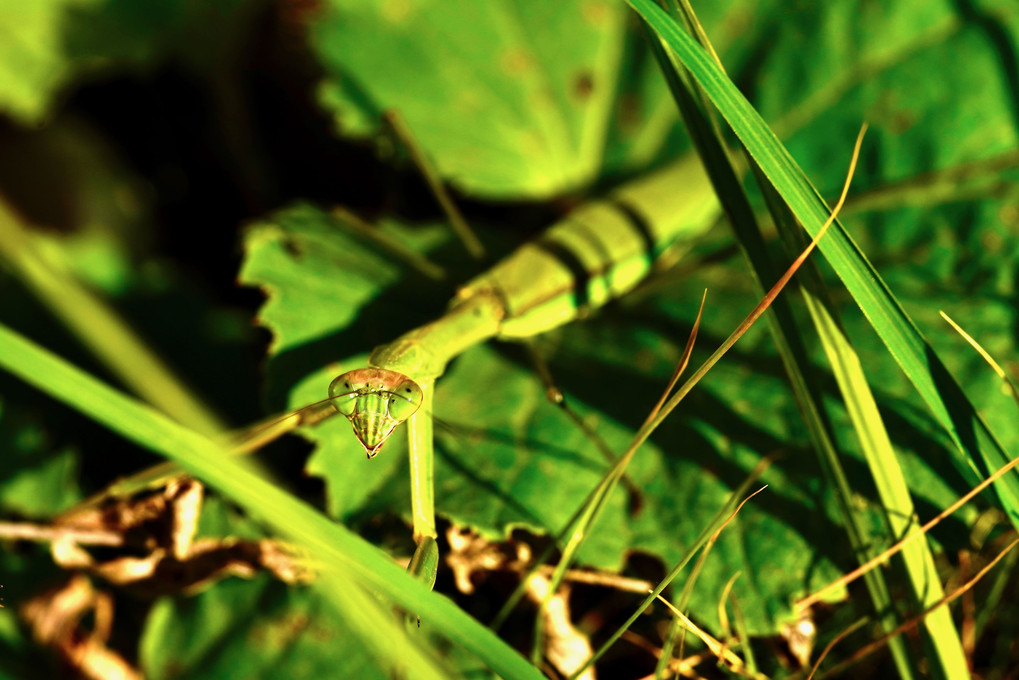 カマキリ