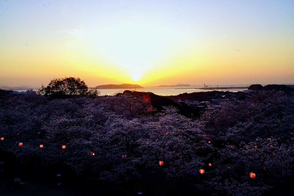 夕陽と桜