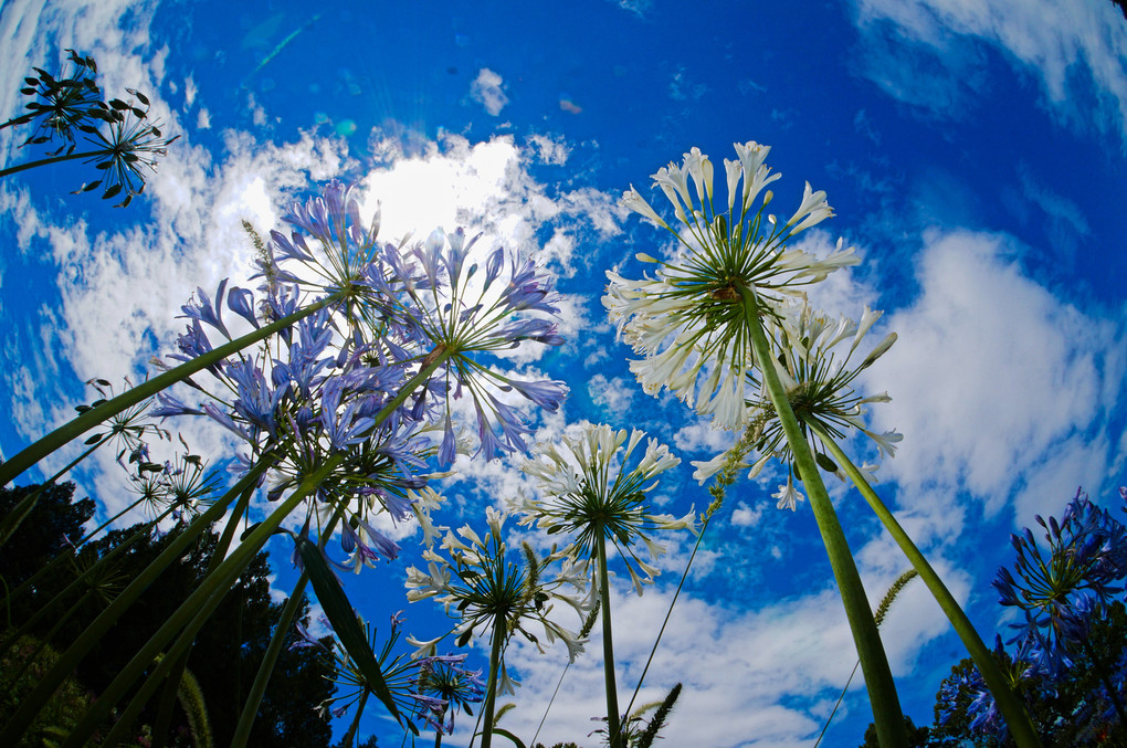 空に向かって咲く夏の日