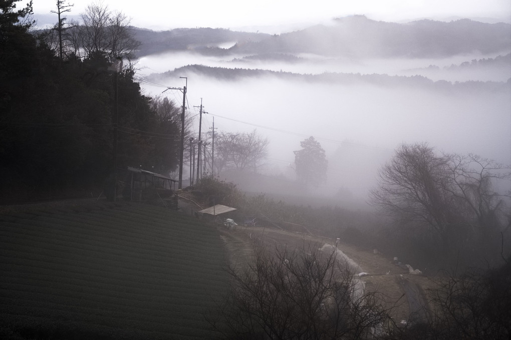 霧の茶畑