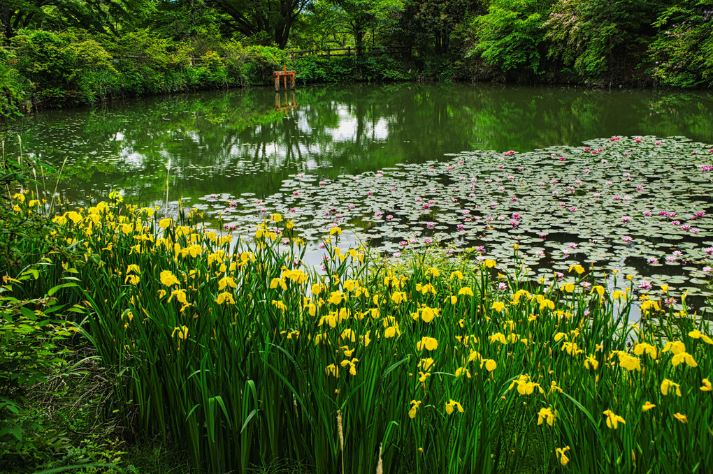 黄菖蒲の池
