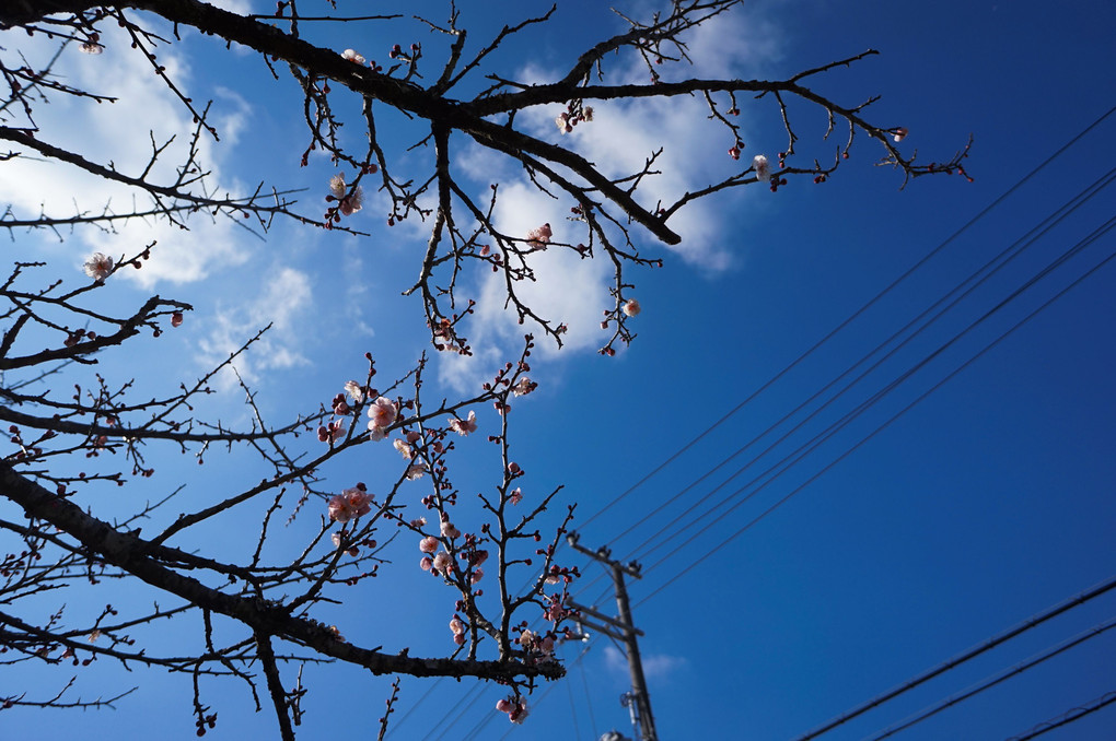 2019年2月2日の奈良市月ヶ瀬