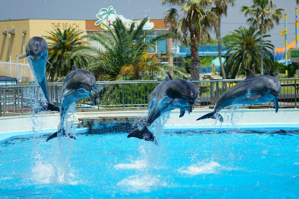 Fantastic Dolphins!