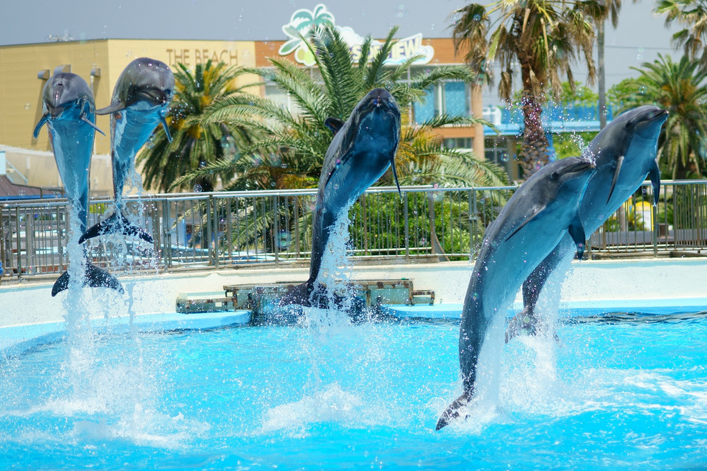 Fantastic Dolphins!