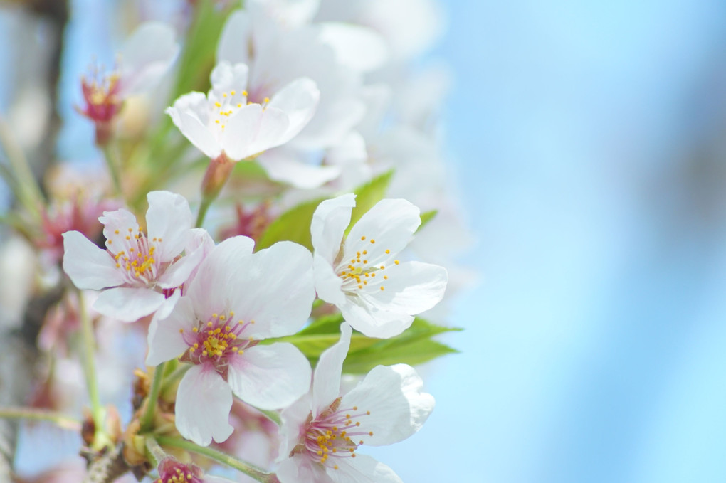 最後の桜