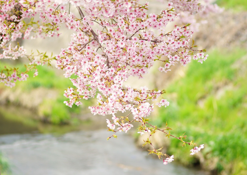 新河岸川の河津桜