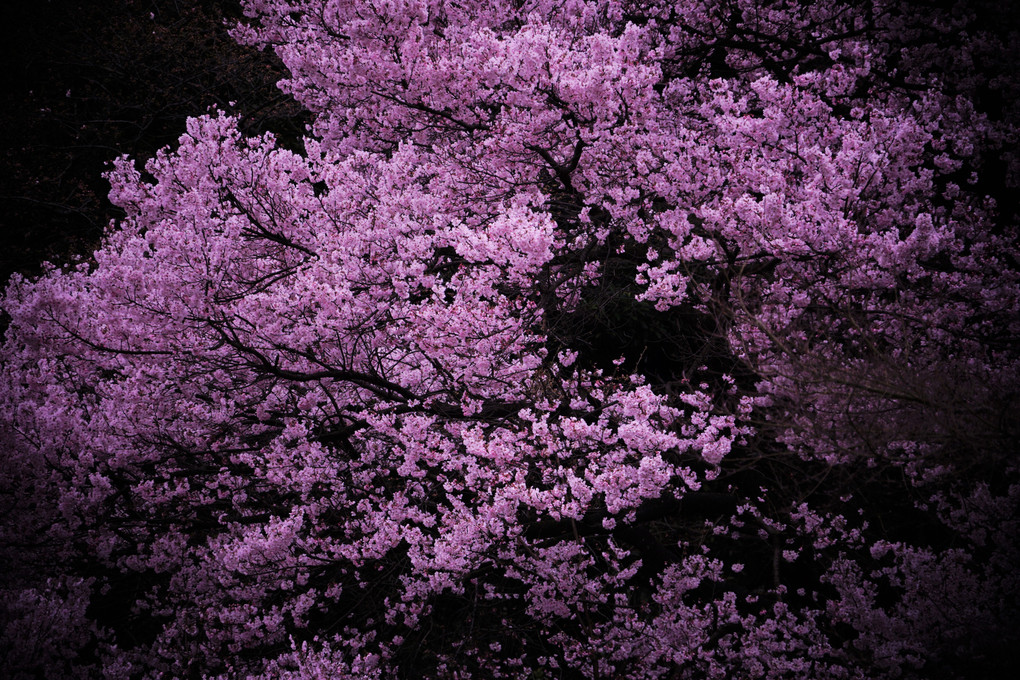 スペシャル体験会『新宿御苑で桜を撮る』