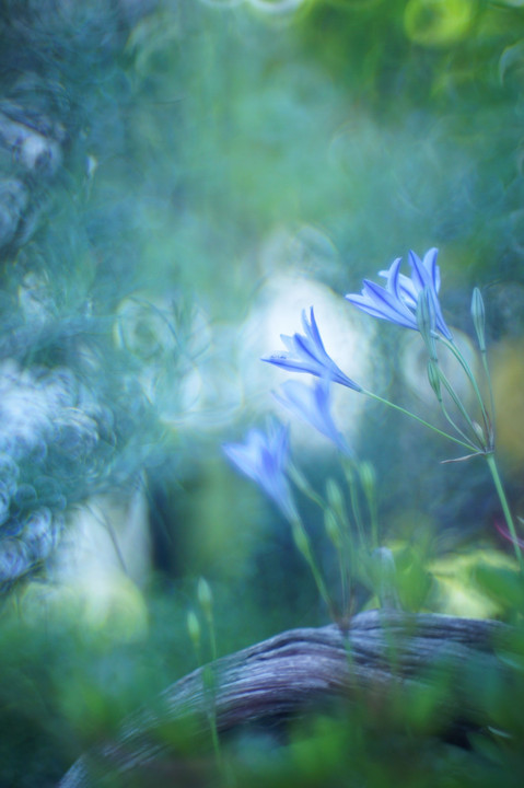 初夏の青い花＊＾＾＊